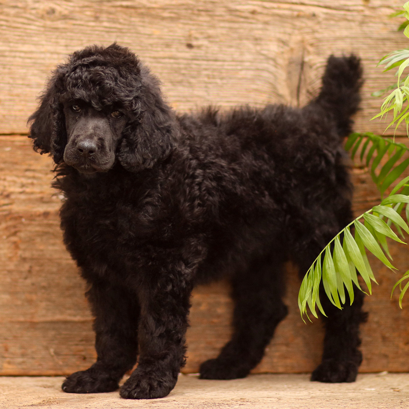 puppy, for, sale, Standard Poodle, John  Stoltzfus, dog, breeder, Christiana, PA, dog-breeder, puppy-for-sale, forsale, nearby, find, puppyfind, locator, puppylocator, aca